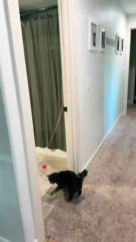 Keeps my cat busy for hours 🤣🤣🤣 #cattoy #catsoftiktok #tiktokshopcreatorpicks #kitten 