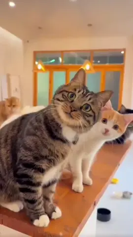 #السلطانة_خدوج #الشعب_الصيني_ماله_حل #الباصي_باصي_حنا_ذهب_ماشي_كاسي 