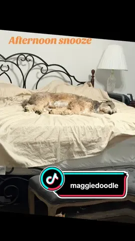 #phototrendthing #DogMomLife #DoodleLove #doodles #bernedoodlesoftiktok 