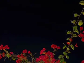 ♥️♥️♥️🫶🏼. #مياده_الحناوي #foryoupage #viralvideo #fyp #foryou 