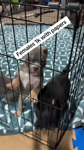 #americanbully#bully#pocket#creatorsearchinsights #fyppppppppppppppppppppppp 