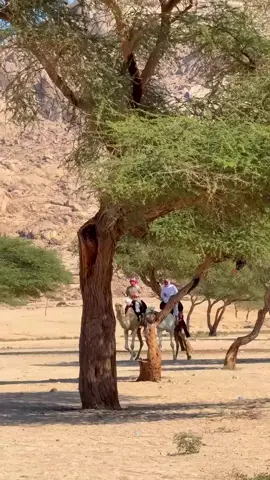 ##افلح_من_ذكر_الله #هجن_الحويطات #هجن_الاصايل 