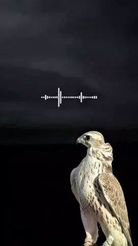 #اكسبلور_شعر_حكم_خواطر 