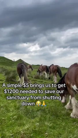 A simple $5 brings us to get $1200 needed to save our sanctuary from shutting down 😭🙏#f #fyp #viralontiktok #horses #goingviral 