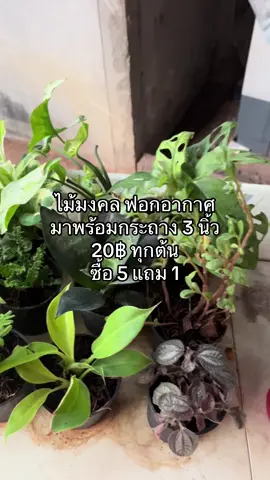 ไม้มงคล ฟอกอากาศ มาพร้อมกระถาง 3 นิ้ว 20฿ ทุกต้น ซื้อ 5 แถม 1#ไม้มงคลเรียกทรัพย์ #ไม้มงคลเสริมโชคลาภ #ไม้มงคล #ไม้ฟอกอากาศ #ต้นไม้ฟอกอากาศ #ต้นไม้มงคล #ต้นไม้ประดับ #ไม้ประดับ #tiktokshopช้อปกันวันเงินออก #ช้อปกันวันเงินออก #tiktokshopครีเอเตอร์ #นายหน้าtiktokshop #สินค้าดังปังชัวร์ @Toy @อุปกรณ์ไก่ชน @คนอิสานรีวิว @นายหน้ามือใหม่ @game_cclsw @แม่ต้อย 
