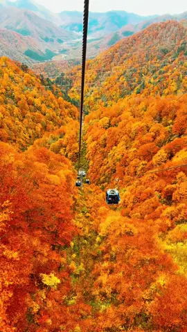 きれいだね#苗場スキー場 #楓 