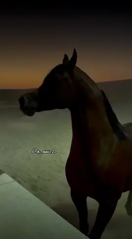 #أكسبلور_شعر_حكم_خواطر 