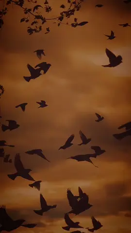 երգերն ու վիդեոները #hoquqaravan տելեգրամ ալիքում ։։։