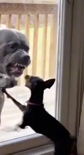 En ese momento cell sintió el verdadero terror