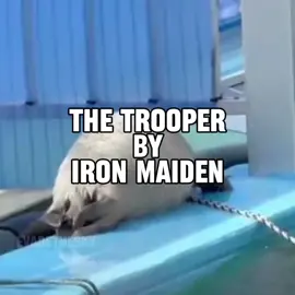 the trooper by iron maiden seal music video for @albert_wesker  #seal #sealtok #ironmaiden #thetrooper #lyrics 