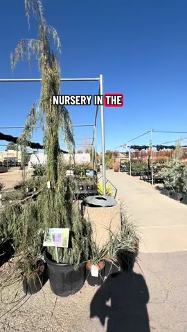 Native conifer? I hardly know her! #utahnativeplants 