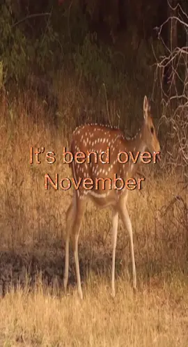 :3 #november #lovecore #babydeer #fawn #quotes 