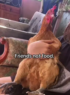 الحيوانات ليست للاكل💔#الشعب_الصيني_ماله_حل😂😂 #بلغم #بلوفر_الثلج_والنار #فيصغ #fypシ 