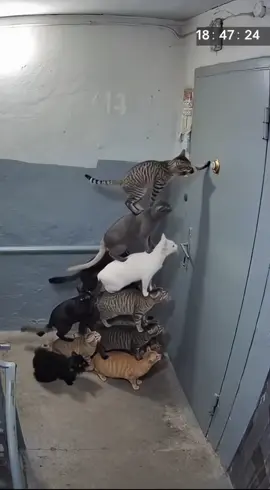 Шутники😂 ##юмор##cat##смешныеживотные