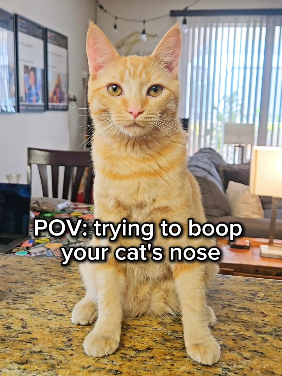 you win this round GOOSE! ☝🏼😼 #catsoftiktok #cat #comedy #pov #foryoupage 