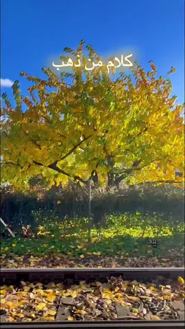 #creatorsearchinsights #العراق #بغداد #تصويري #viral 