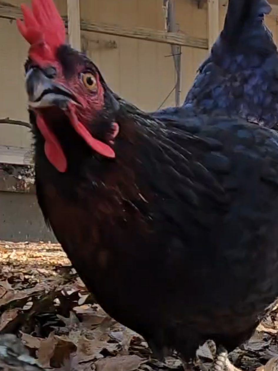 I have nothing else to post, so enjoy my chickens eating a salad #petchickens #chickensoftiktok #chickens 