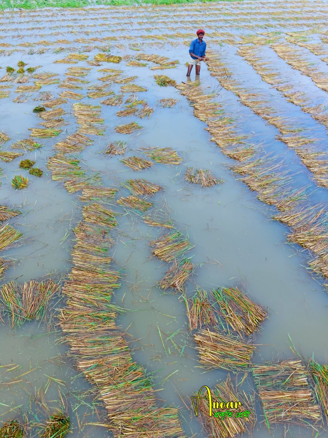 ভারি বর্ষণে ভেসে যাচ্ছে কৃষকের কষ্টের ফসল।