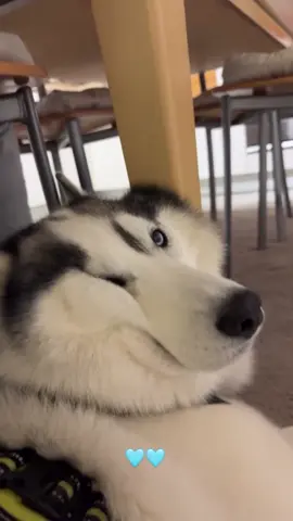 Gli Husky discendono direttamente dal lupo…  #viraldog#husky#PetsOfTikTok#dogoftiktok#viralvideos 