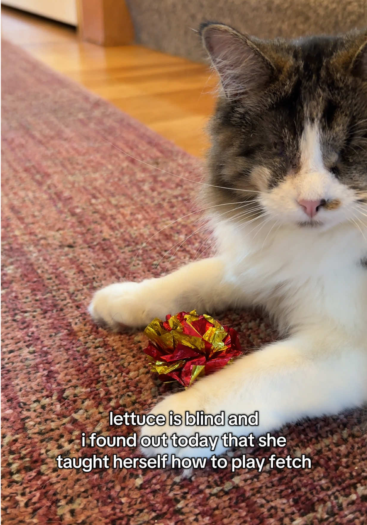 lettie carried her ball into the office and dropped it in front of me. we did this over and over and this might be one of the cutest videos i’ve ever taken 😭 #catsoftiktok #tiktokcats #cats #blindcat #fyp 