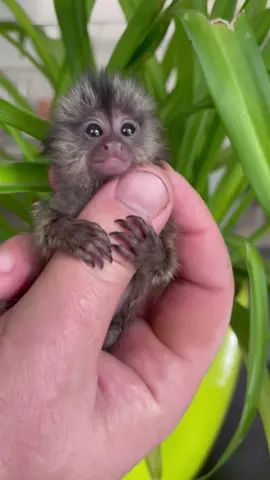 #обезьяна #мавпа #обезьянка #мавпочка #игрунка 