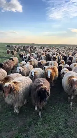 #غنم  #غنم_صنف_نعيم_حلال_الخليج_الكويت_سومه_م 