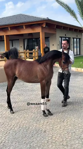من الاب العالمي دي مزيان ومن الام رويال لاڤيتا بيلا  . . . . #خيل_عربي_اصيل🐎🐎 #ماشاءالله_تبارك_الله_اذكروا_الله #ماشاءاللّٰه_سبحان_اللّٰه_💖 #بسم_الله_ماشاء_الله #arabianhorse 