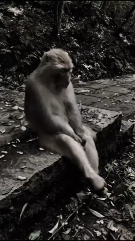 bro🙉:Jangn karena kau tau orang itu sabar lalu kau bersikap seenaknya #fyppppppppppppppppppppppp#fypdong#viralvideo#monyetlokal