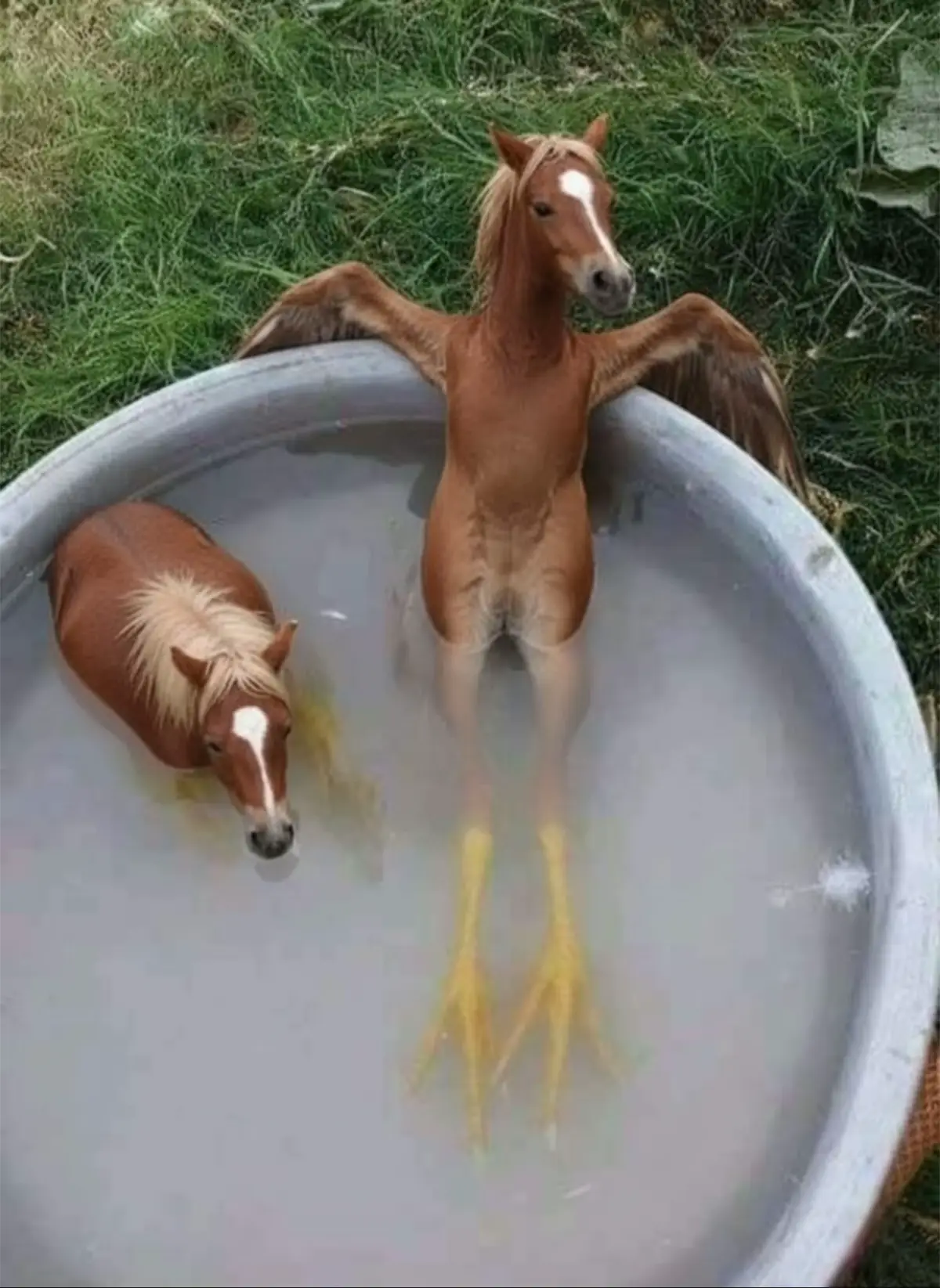 #horse #horsesoftiktok #patas #memes #funnyanimals 