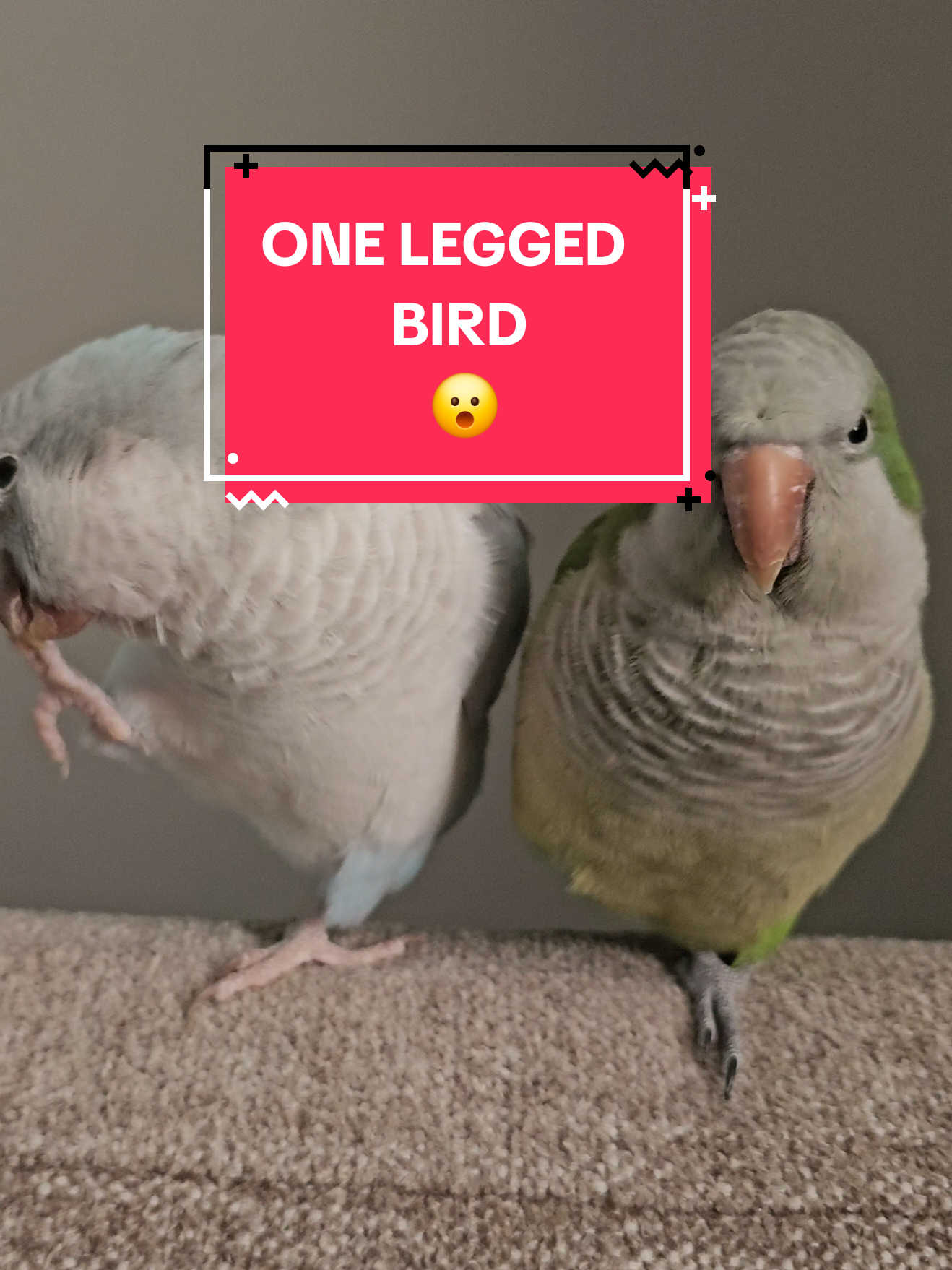 #picklesandblizzard #quakerparrotsoftiktok #parrots #birbsoftiktok #pets 