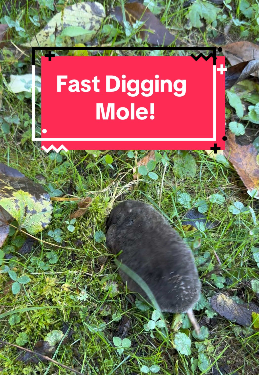 Watch how fast a mole can dig! This cute little guy can move! #mole #cuteanimals #fyp #wildlife #animals 