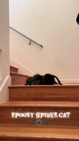 Spider Cat 🐈‍⬛  @I Can’t Even (via:@Clementine) #halloween 