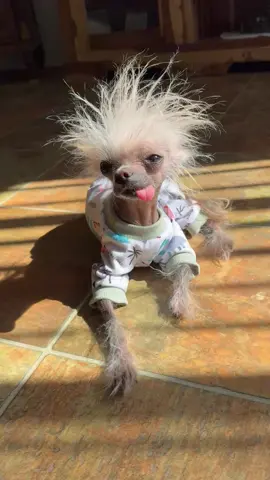 #mrpumpernickel #chinesecrested #hairlessdogs #cutedogsoftiktok