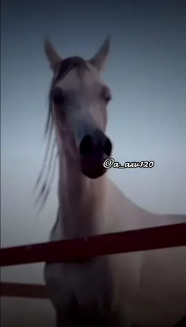 #أكسبلور_شعر_حكم_خواطر 