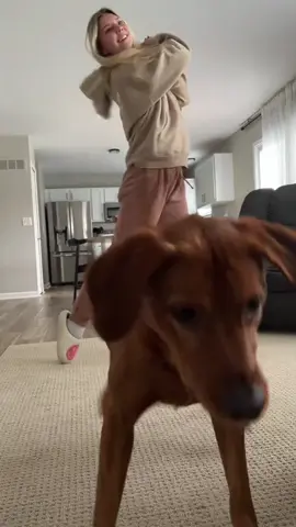 When your dog starts dancing like they just heard their favorite song 🐶😂 #DancingDogs #DogComedy #PuppyHumor #DogOwners #DogLife 