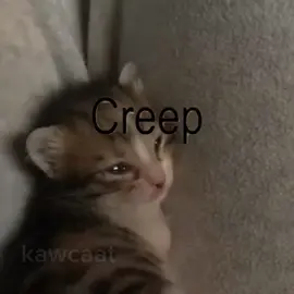 #fyp #catcore #videoviral #radiohead #creep 