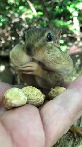 My beautiful Squeegee filling the cheeks #fyp #chipmunks #cuteanimals #squeegee #cute 