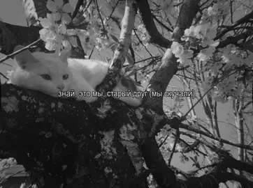 mzlff - для тебя || мечтаю о подписке ильи день 1 || готова слушать эту песню часами (как и все песни ильи) || @mzlff || #мзлфф #mzlff #мазеллов #рек #fyp 