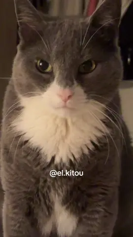 J’ai scandalisé El Kitou 👀😂🤷‍♀️ #elkitou #chat #drôle #catsoftiktok #crrrroquetss 