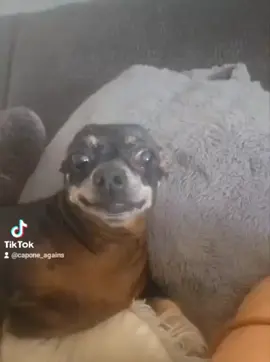 😱#dogsofttiktok #fyp #foryoupage❤️❤️ #funnypets #pets 
