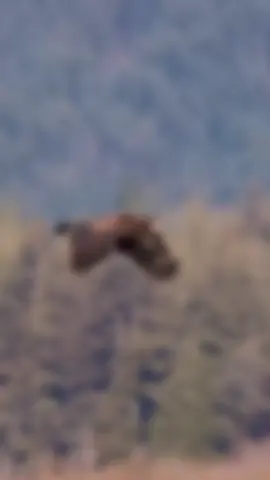 #CapCut #احمد =العيسوي #🦅 النسر _الجارح#fyp #peligrosa 🦅👑📸🔥🦅🎩🦁👑😎✌️