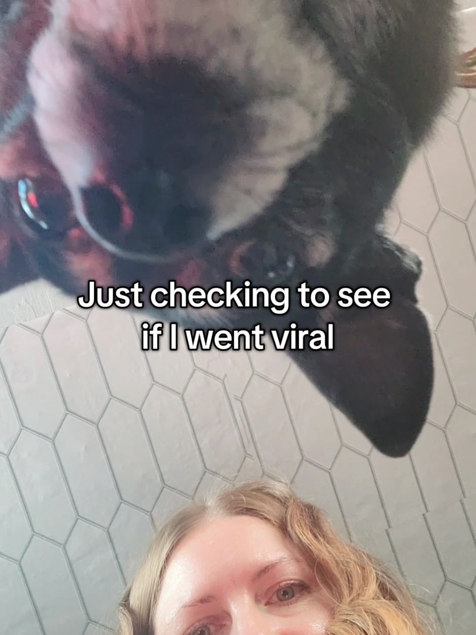 Did I go viral yet? let me check again.  #tiktokfunny #contentcreatorlife #julsvibesonly 