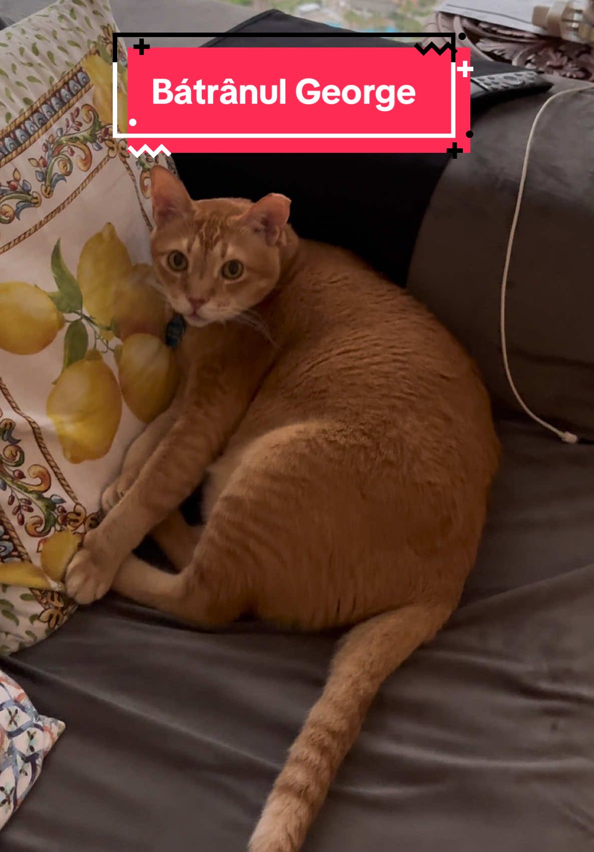 L-am vizitat pe bátrânul George #catlover #iubescpisicile #iloveanimals #iubescanimalele #dubaijbr 