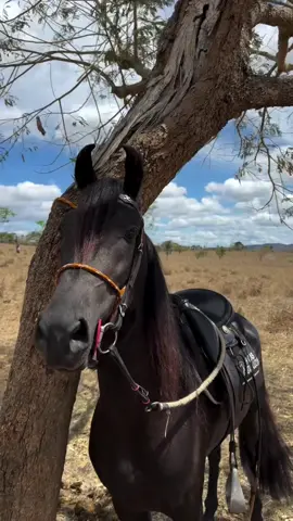 🔥🐴❤️ #mangalargamarchador #fyppppppppppppppppppppppp #fyp #bahia #viralvideos 