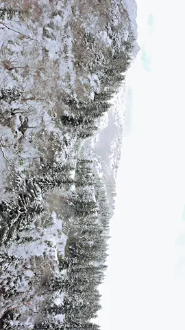 Nov 2025 Kamifurano, Hokkaido #上富良野町 #furano #hokkaido #japannature #snow 