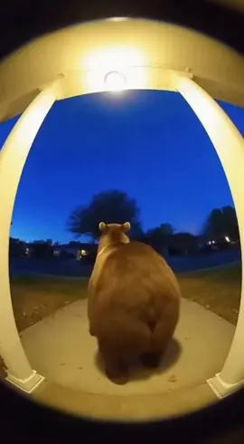 My doorbell camera caught something WILD tonight 😱 This bear has better moves than me 💃 #bear #doorbellcamera #dancing #fyp #wild