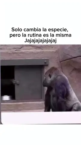 #foryou #viral #fyp #humor #follow 🤣 solo cambia la especie 