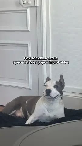 Fout la honte 🥲 #amstaff #realcreator #viral #dog 