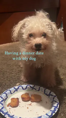 He was staring so intensely idk why 😭 #dog #maltipoo #dogsoftiktok #dinnerdate #dogs 