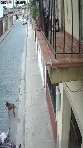 Le cayó un perro ☠️ #fyp #perrodelcielo #viral #anciana 